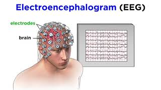 Research Methods of Biopsychology [upl. by Luane]