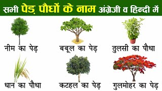 Plants and Trees Names In English And Hindi With Pictures  पौधों और पेड़ों का नाम [upl. by Ybanrab374]