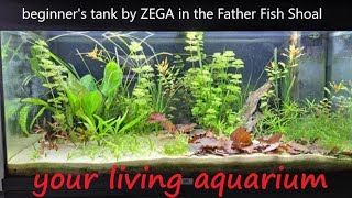 How to Start A Dirt Substrate Planted Aquarium [upl. by Aihsila]