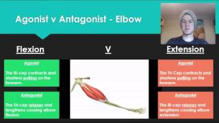 Anatomy 7  Agonist V Antagonist muscle pairs [upl. by Name]