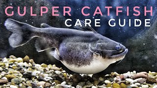 Gulper Catfish Care Guide Tips Feeding [upl. by Germaine]