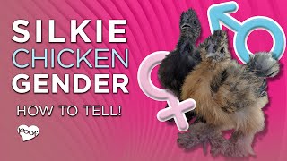 Silkie Chicken Gender 2 Foolproof Ways to Sex Silkies [upl. by Schlessel224]