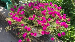 How to prune and fertilize portulaca so that the plant has many flowers and many buds [upl. by Aihsem966]