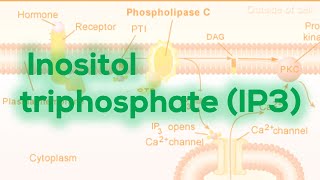 Inositol triphosphate IP3  Calcium release [upl. by Akym176]