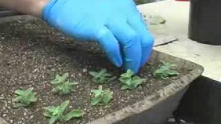 Propagating Plants from Cuttings [upl. by Ahsino]