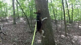 Abigail the Treeing Walker Coonhound [upl. by Alehcim402]