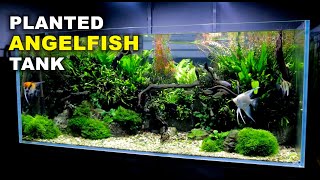 Aquascape Tutorial Non co2 4ft Angelfish Aquarium How To Full Step By Step Guide Planted Tank [upl. by Suirrad389]