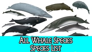 All Whale Species  Species List [upl. by Outlaw]