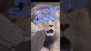 LION ROAR  LION ROAR SOUND [upl. by Cyrillus620]