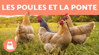 Comment les poules font des œufs [upl. by Affrica]