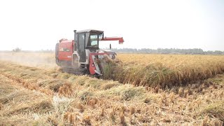 Reviving the Basmati Rice Farming Industry in Pakistan [upl. by Newbill267]