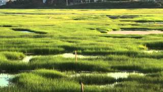 Intro to Salt Marshes [upl. by Durwin948]