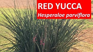 Red Yucca in Nevada Arizona  Hesperaloe parviflora [upl. by Roban]