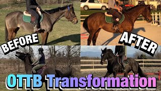 OTTB Transformation Retraining Two Racehorses [upl. by Illak933]