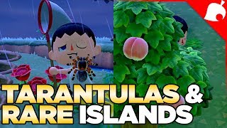 240000 of Tarantulas amp A Rare Fruit Island in 1 Night Animal Crossing New Horizons [upl. by Naehgem]