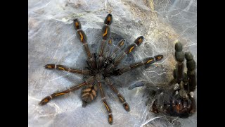 Rehousing our Psalmopoeus irminia and care [upl. by Travus]