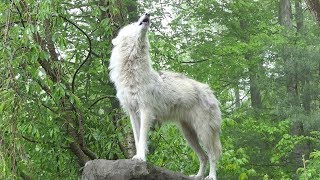 What 30 Wolves Howling Sounds Like [upl. by Millham]