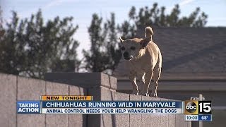 Chihuahua Dog Gang Runs Wild in Neighborhood [upl. by Torrin]