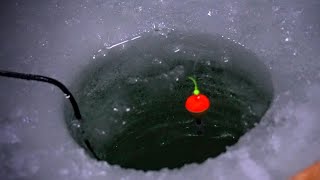 Bobber Down Ice Fishing  Michigan 2021  Crappie Walleye amp more [upl. by Ramburt]