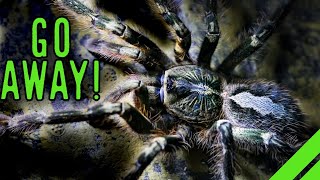 Fringed Ornamental Tarantula Poecilotheria ornata Care [upl. by Farrington]