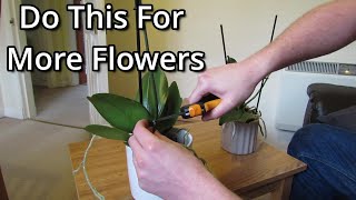 How to get your Phalaenopsis orchids to flower again [upl. by Anirtak109]