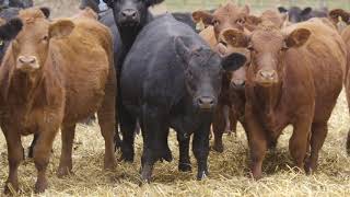 Stand Strong Wilkinson Farms Simmentals North Dakota [upl. by Ahselef245]