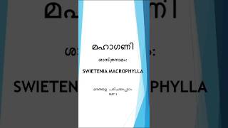 മഹാഗണിയുടെ വിശേഷങ്ങൾ  Swietenia Macrophylla Facts [upl. by Mcquillin380]