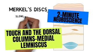 2Minute Neuroscience Touch and the Dorsal ColumnsMedial Lemniscus [upl. by Vallie212]