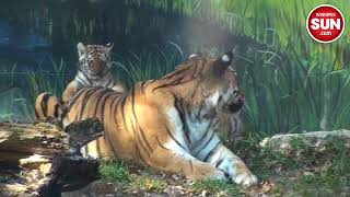 Tiger cubs revealed at Assiniboine Park Zoo [upl. by Mochun]