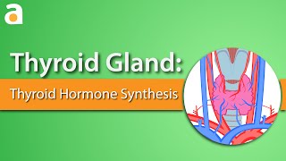 Thyroid Gland Thyroid Hormone Synthesis [upl. by Etsirhc534]