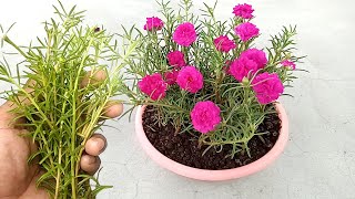 Grow Time flower  Portulaca  Table rose  Moss rose easily  grow from cuttings [upl. by Dov]