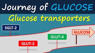 Glucose transporters  Journey of glucose [upl. by Salvador]