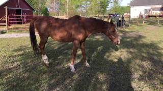 Horse with Equine Protozoal Myeloencephalitis EPM Opossum Disease [upl. by Riobard886]