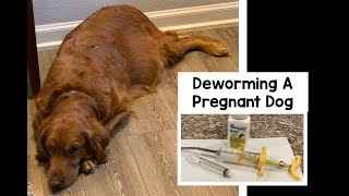 Deworming Pregnant Dog [upl. by Bywoods]