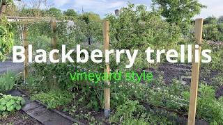 Blackberry trellis  vineyard style [upl. by Ila13]