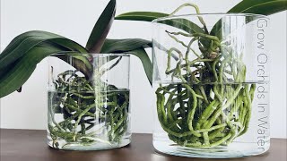 How To Grow Orchids In Full Water Culture And Semi Water Culture [upl. by Tehr]