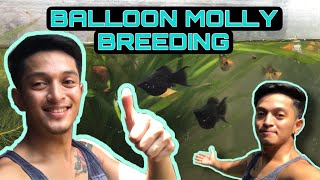 BALLOON MOLLY BREEDING TIPStagalog [upl. by Munshi896]