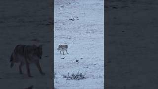 Coyote on a String to 100 yards coyotehunting hunting [upl. by Eelak774]