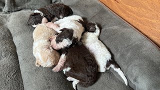 Funny video Lagotto romagnolo puppies [upl. by Cimbura]