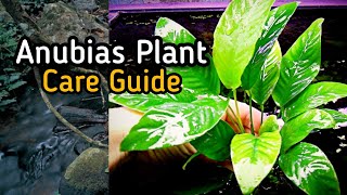 Anubias Plant 🌱 Care Guide  A Beginners Plant [upl. by Lowney969]