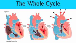 The Mammalian Heart amp Cardiac Cycle [upl. by Grube]