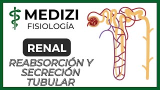 Fisiología Renal  Reabsorción y secreción tubular renal Introducción IGdoctorpaiva [upl. by Estas659]