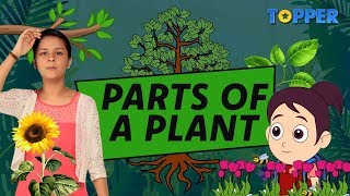 Parts of a Plant for Kids  Pollination and Germination  Class 1 to 5 Science [upl. by Ittap211]