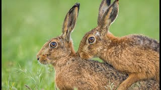 Brown Hares mating 4K [upl. by Coriss238]