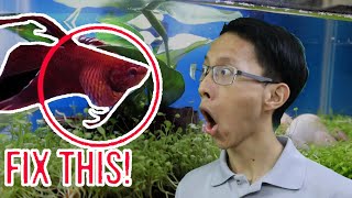 What to do If my Betta Fish Is Bloated FIX Bloated Betta Fish Problem [upl. by Basilio224]