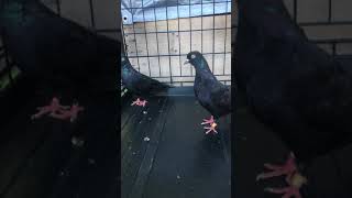 The difference between roller pigeon and tippler pigeon [upl. by Bick]