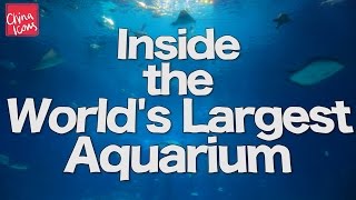 Inside the Worlds Largest Aquarium  Chimelong  A China Icons Video [upl. by Caton260]