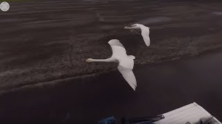 Flying With Swans  360°  BBC Earth Explore [upl. by Joung669]