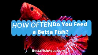 How Often Do You Feed a Betta Fish  How much to feed Betta [upl. by Anhsirk]