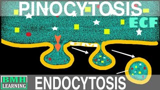 Pinocytosis  Endocytosis Part2 [upl. by Drona934]